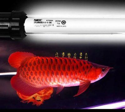 龍魚夜燈放在什么位置好：龍魚夜燈使用注意事項龍魚夜燈使用注意事項