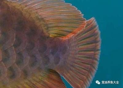 龍魚胸鰭斷了能恢復嗎：龍魚胸鰭斷了能恢復嗎龍魚胸鰭斷了能恢復嗎 龍魚胸鰭斷了能恢復嗎：龍魚胸鰭斷了能恢復嗎龍魚胸鰭斷了能恢復嗎 龍魚百科 第3張