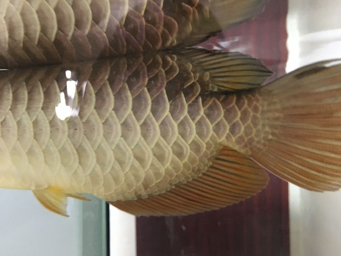 龍魚胸鰭斷了能恢復嗎:龍魚胸鰭斷了能恢復嗎龍魚胸鰭斷了能恢復嗎 龍魚百科 第1張 龍魚胸鰭斷了能恢復嗎:龍魚胸鰭斷了能恢復嗎龍魚胸鰭斷了能恢復嗎 龍魚胸鰭斷了能恢復嗎:龍魚胸鰭斷了能恢復嗎龍魚胸鰭斷了能恢復嗎 龍魚百科 第1張