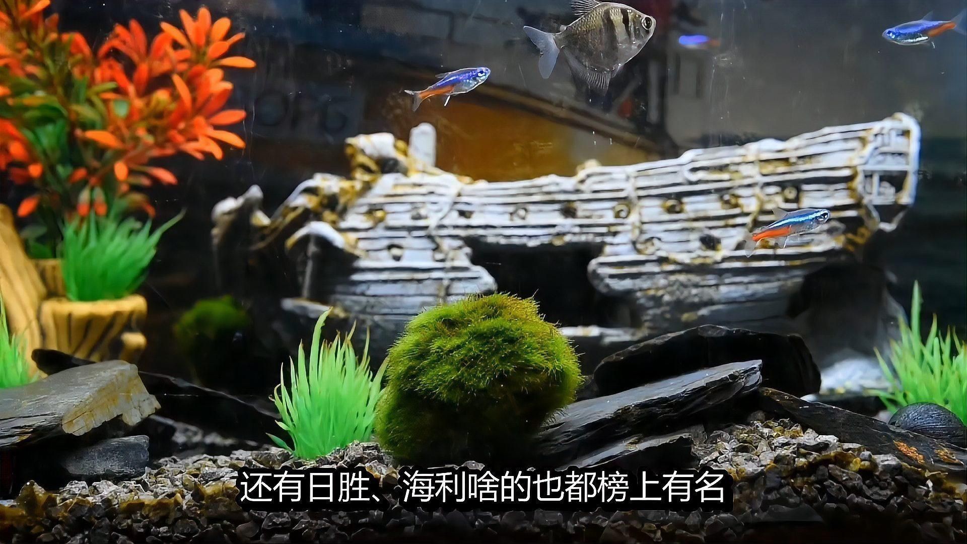 還有哪些魚缸品牌值得推薦？ 還有哪些魚缸品牌值得推薦？ 龍魚百科 第3張