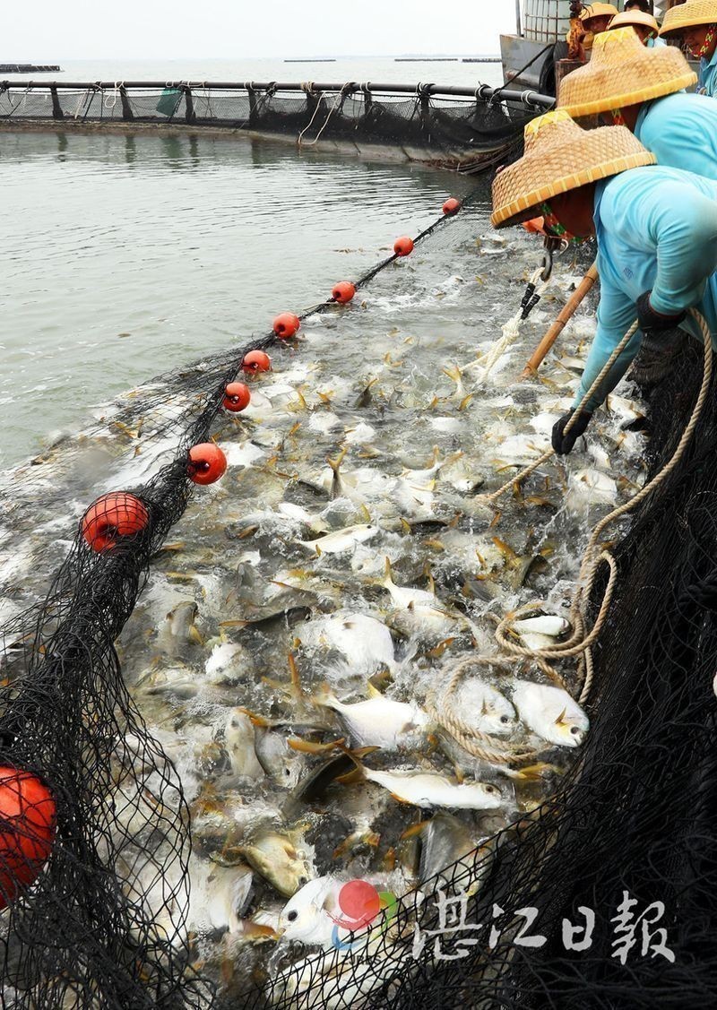 金鯧魚是什么檔次的魚