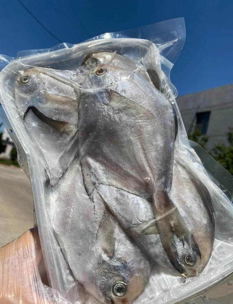 金鯧魚是什么檔次的魚