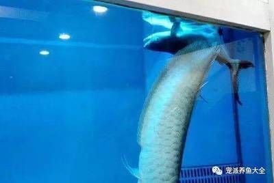 龍魚(yú)跳缸摔了一下會(huì)不會(huì)死？（龍魚(yú)跳缸摔傷會(huì)死亡嗎）
