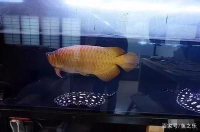 龍魚(yú)最大能長(zhǎng)多大家養(yǎng)：六角龍魚(yú)的生長(zhǎng)潛力受到多種影響