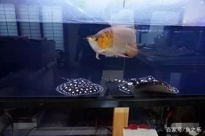 龍魚(yú)最大能長(zhǎng)多大家養(yǎng)：六角龍魚(yú)的生長(zhǎng)潛力受到多種影響