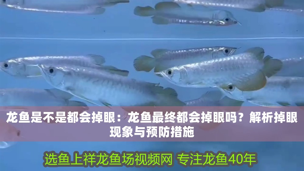 龍魚是不是都會掉眼：龍魚最終都會掉眼嗎？解析掉眼現(xiàn)象與預(yù)防措施