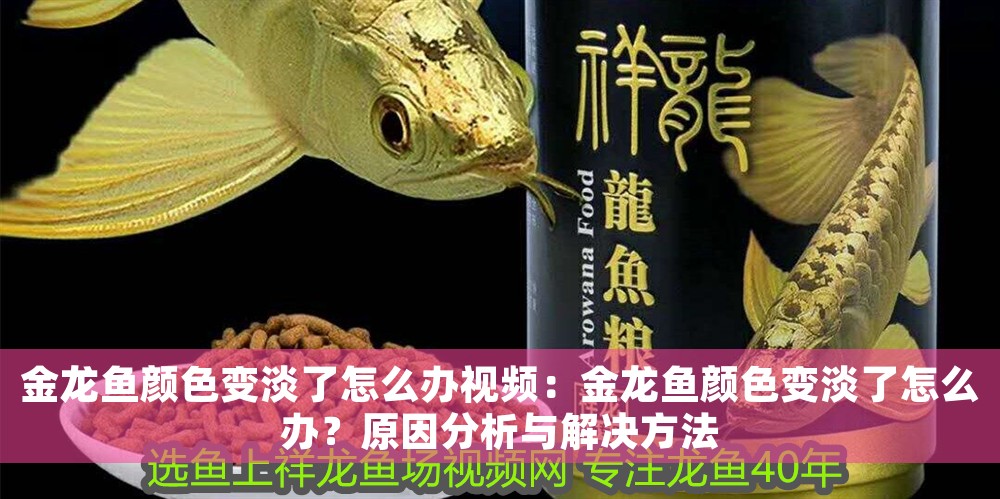 金龍魚(yú)顏色變淡了怎么辦視頻：金龍魚(yú)顏色變淡了怎么辦？原因分析與解決方法
