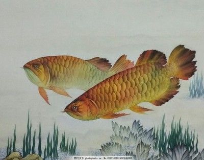 金龍魚國畫寓意是什么樣的：金龍魚國畫寓意是什么樣的金龍魚國畫寓意是什么樣的