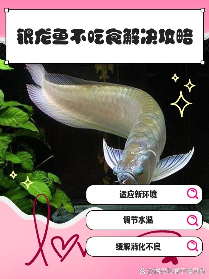 銀龍魚消化不良會自愈嗎？ 銀龍魚消化不良會自愈嗎？ 龍魚百科 第5張