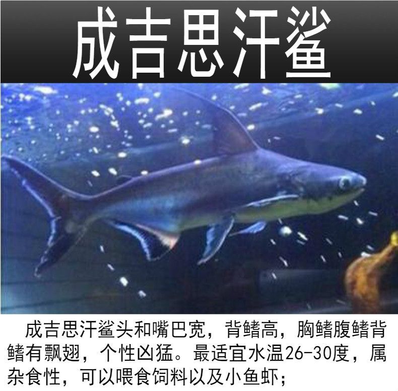 成吉思汗鯊vs龍魚（成吉思汗鯊)選購及飼養(yǎng)心得專欄）