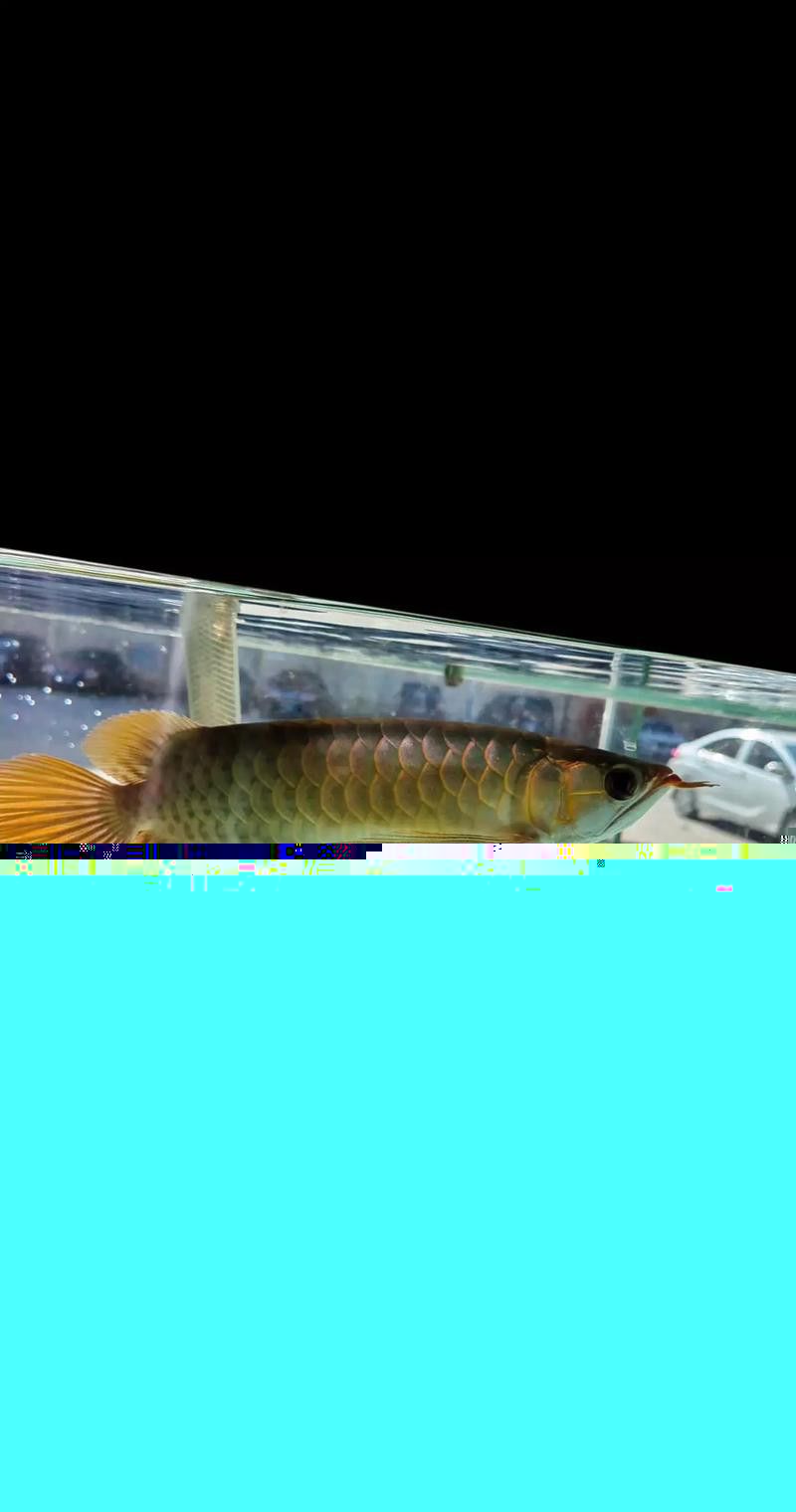 印尼紅龍魚發色過程圖片大全大圖高清