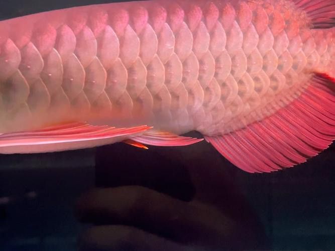 印尼紅龍魚發色過程圖片大全大圖高清