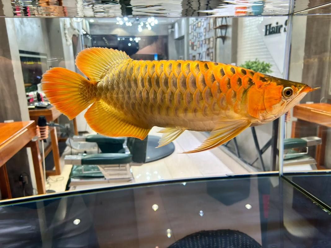 印尼紅龍魚發色過程圖片大全大圖高清