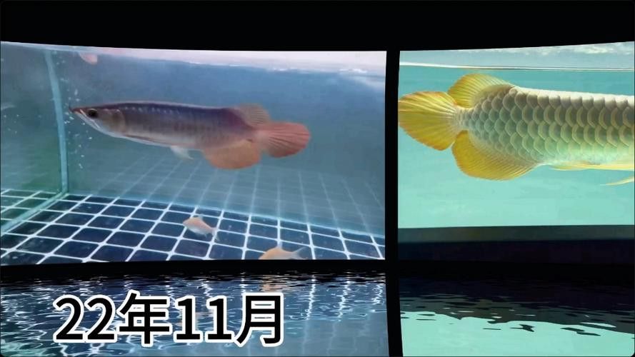 印尼紅龍魚發色過程圖片大全大圖高清