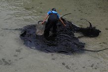 魔鬼魚有毒嗎