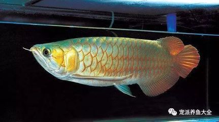 龍魚喂什么食物最佳呢：喂食龍魚的最佳食物選擇建議活蝦喂龍魚的正確方法 龍魚喂什么食物最佳呢：喂食龍魚的最佳食物選擇建議活蝦喂龍魚的正確方法 龍魚百科 第4張