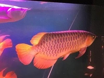 天使金龍魚（天使金龍魚是什么魚）
