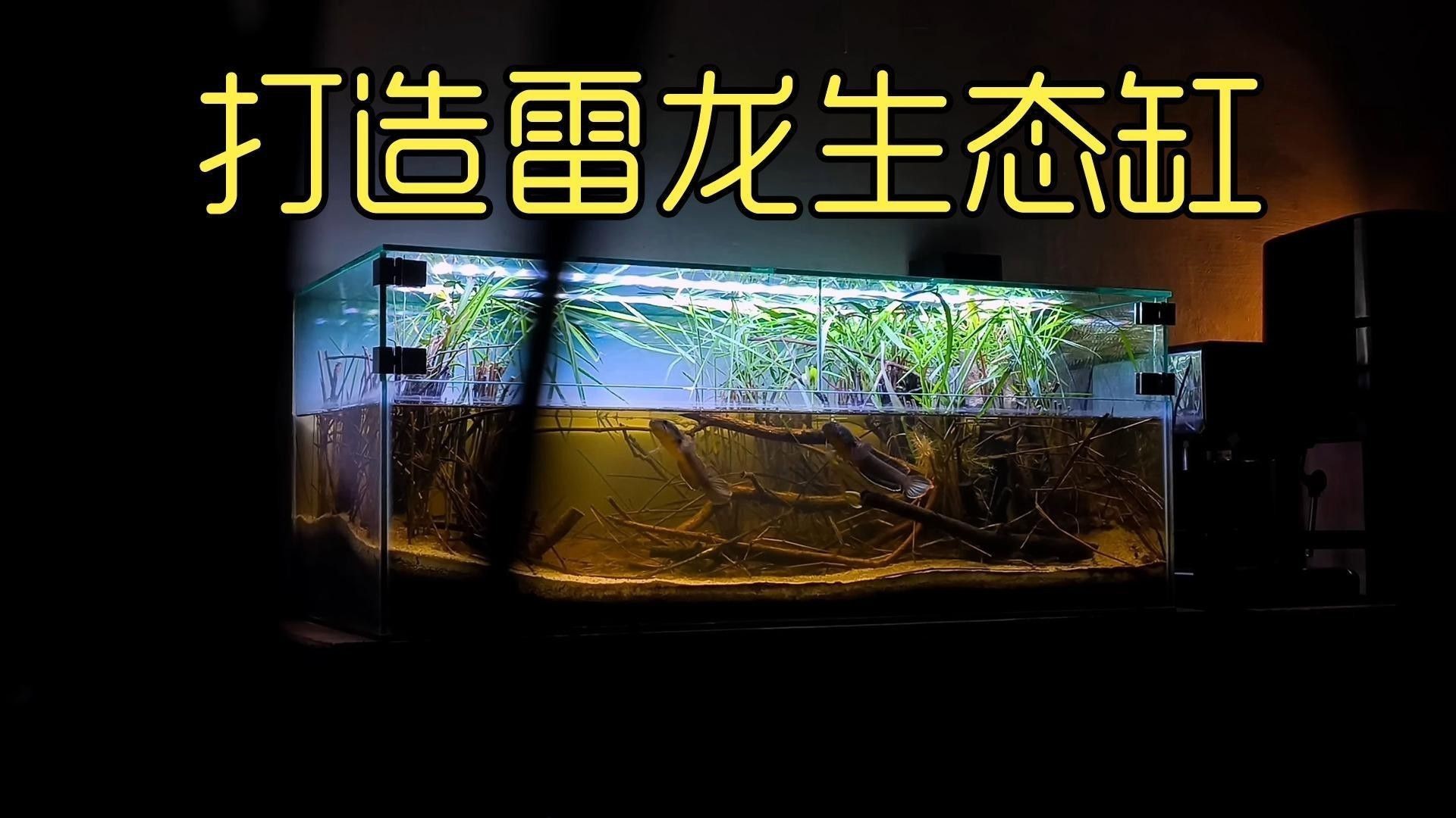 40升魚缸可以養多少條小型雷龍魚？