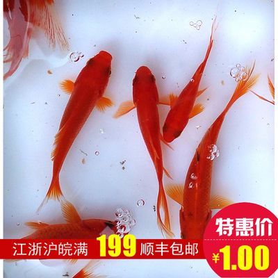 龍魚吃飼料魚好嗎怎么喂:龍魚幼年期喂食技巧,龍魚成年后的喂食頻率 龍魚百科 第3張 龍魚吃飼料魚好嗎怎么喂:龍魚幼年期喂食技巧,龍魚成年后的喂食頻率 龍魚吃飼料魚好嗎怎么喂:龍魚幼年期喂食技巧,龍魚成年后的喂食頻率 龍魚百科 第3張