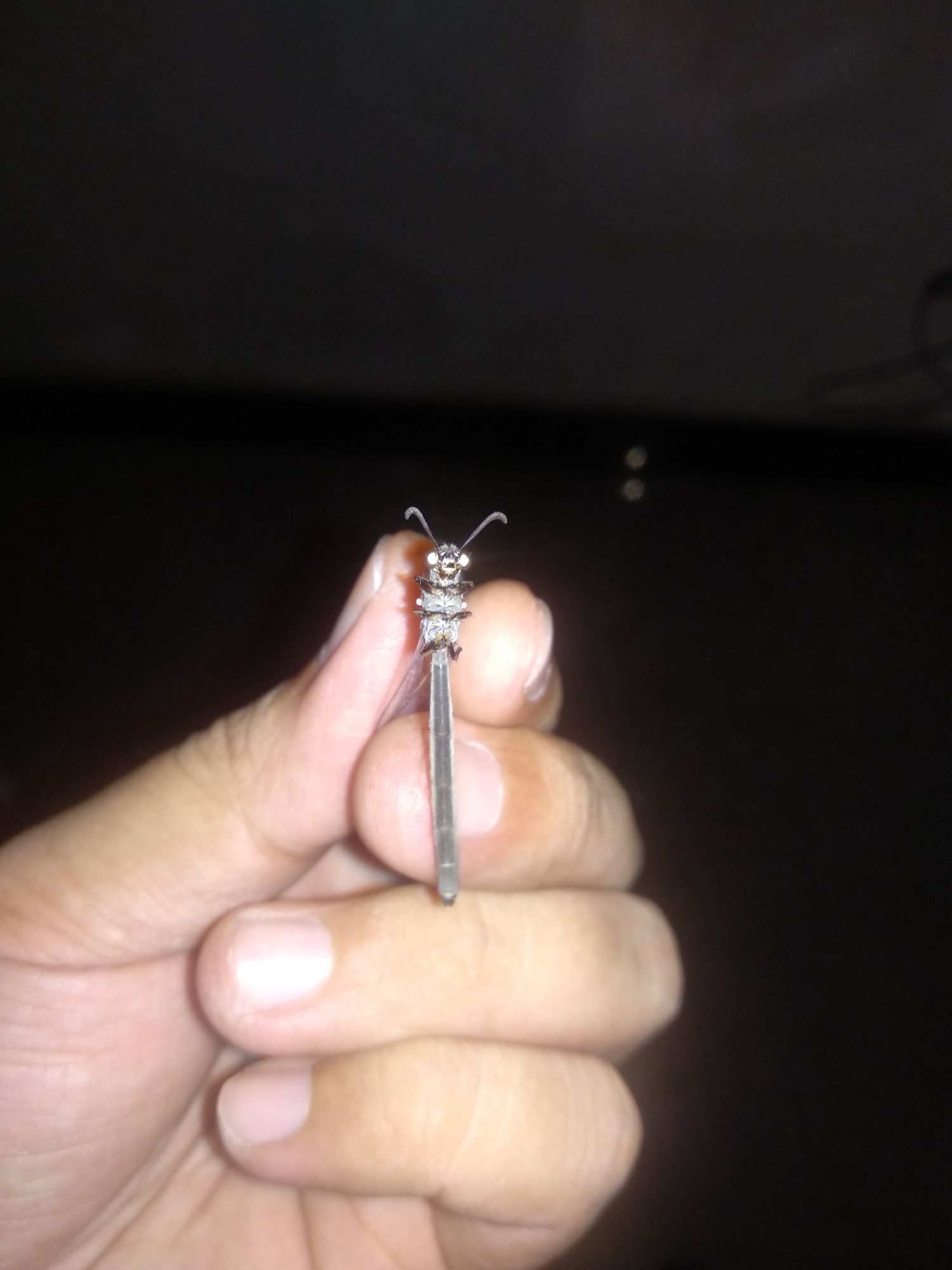 新物種？ 新物種？ 龍魚百科 第2張