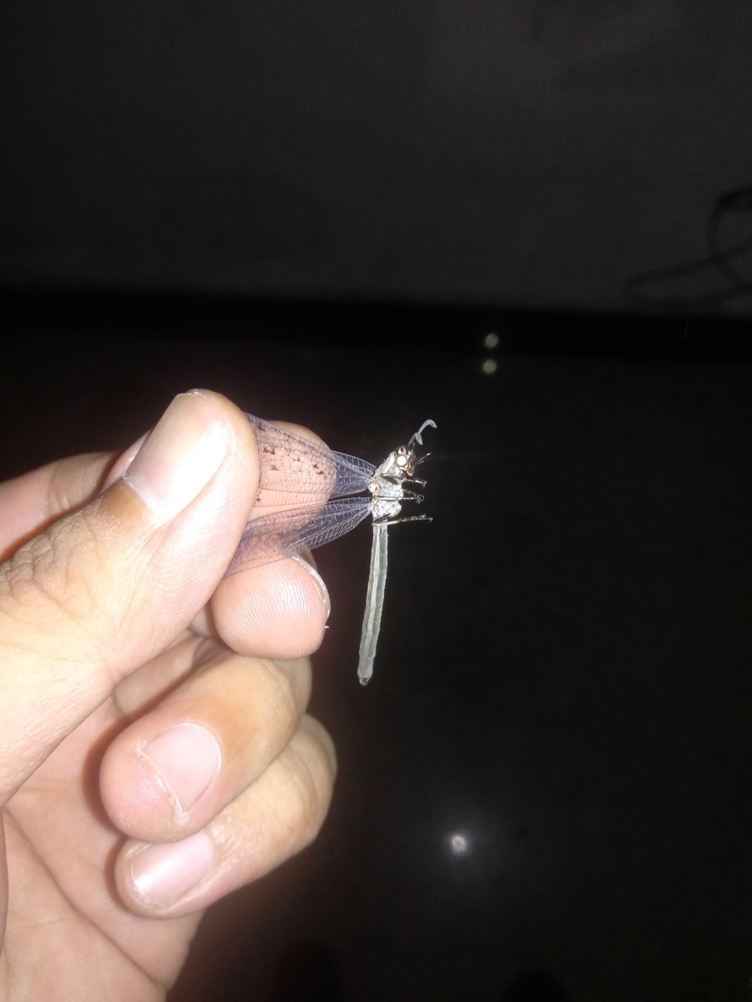 新物種？ 新物種？ 龍魚百科 第4張
