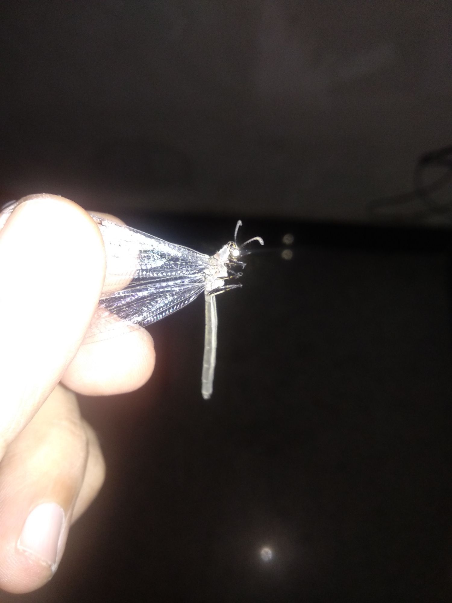 新物種？ 新物種？ 龍魚百科 第3張