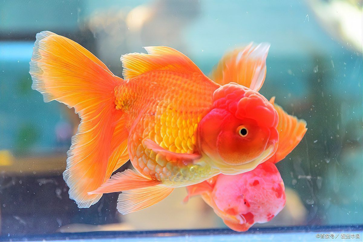 金魚頭頂的紅色包變白了 金魚頭頂的紅色包變白了 龍魚百科 第3張