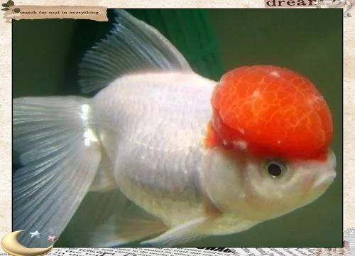 金魚頭頂的紅色包變白了 金魚頭頂的紅色包變白了 龍魚百科 第1張