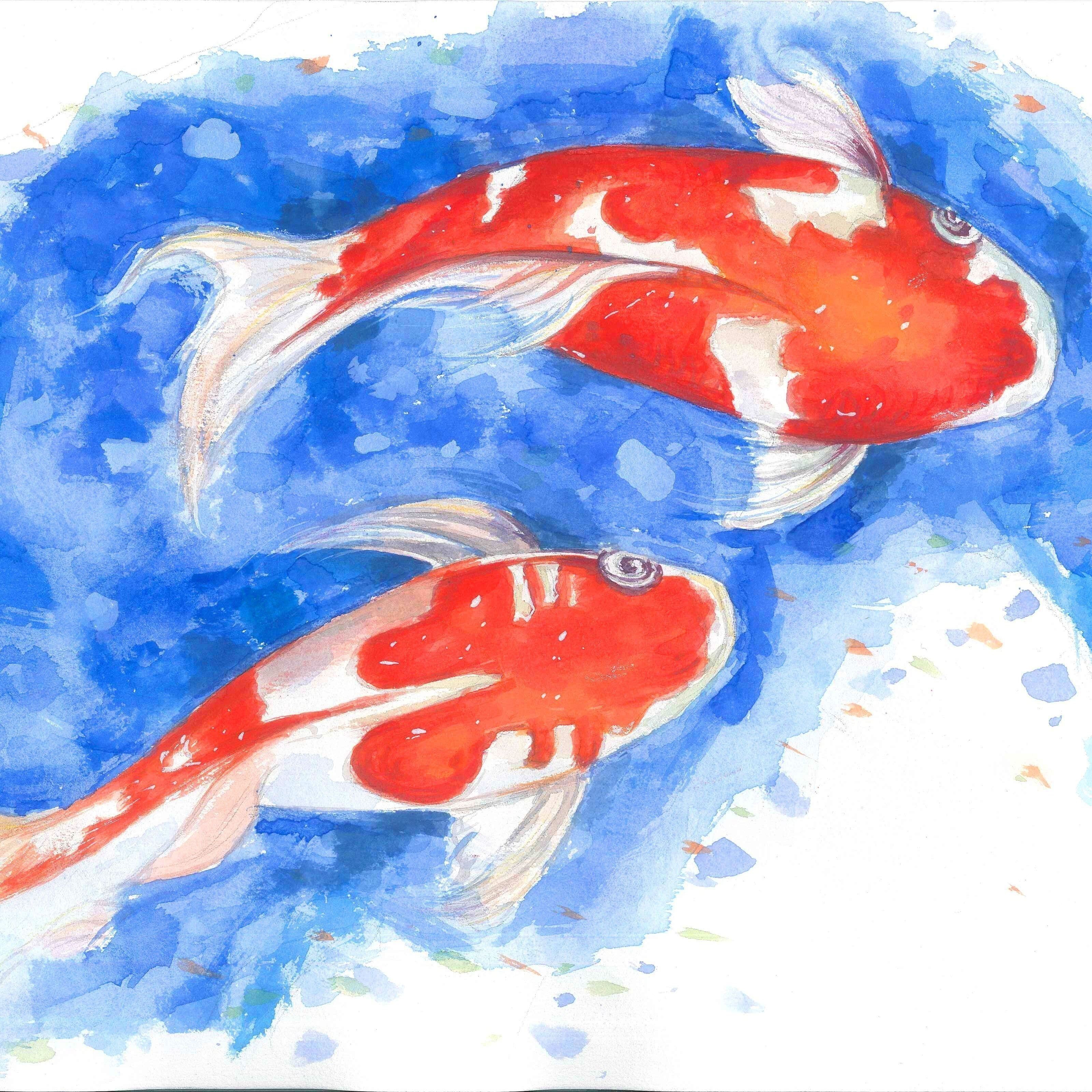 金魚頭頂的紅色包變白了 金魚頭頂的紅色包變白了 龍魚百科 第4張