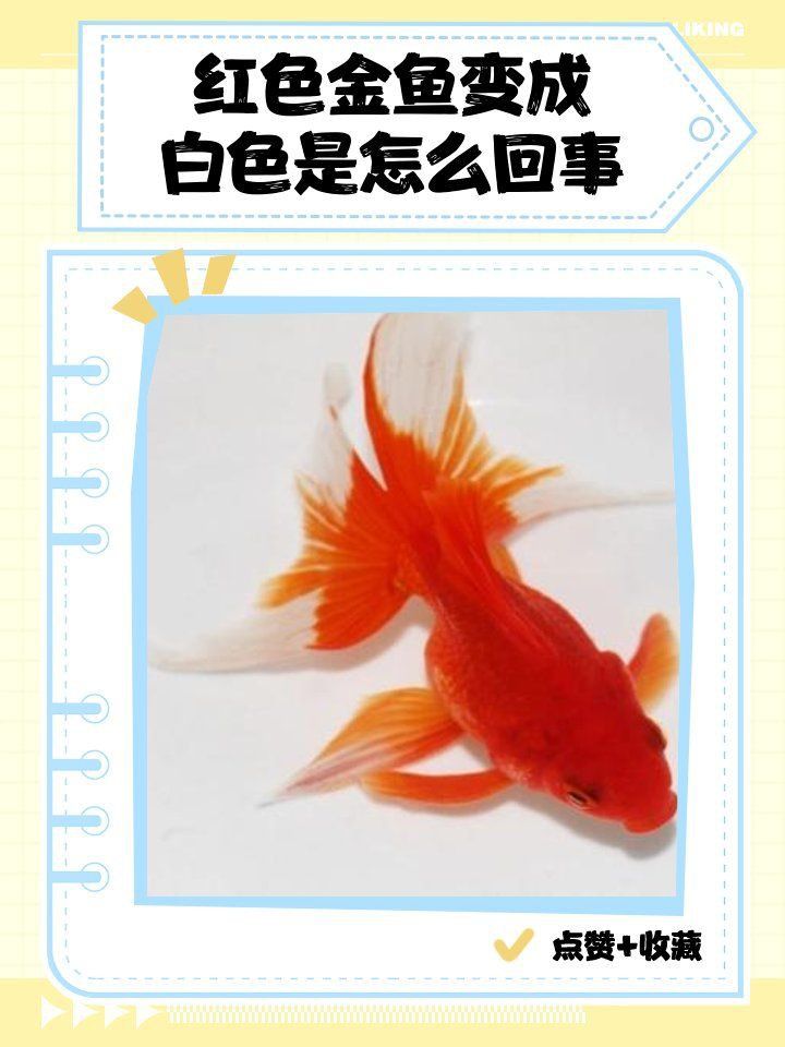 金魚頭頂的紅色包變白了 金魚頭頂的紅色包變白了 龍魚百科 第7張
