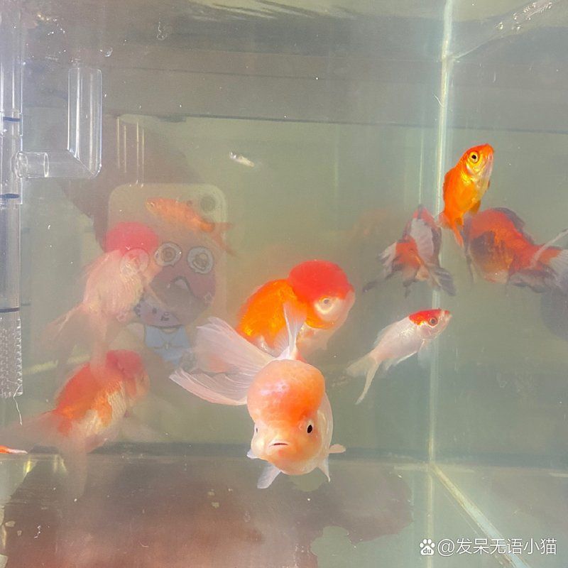 金魚頭頂的紅色包變白了 金魚頭頂的紅色包變白了 龍魚百科 第11張