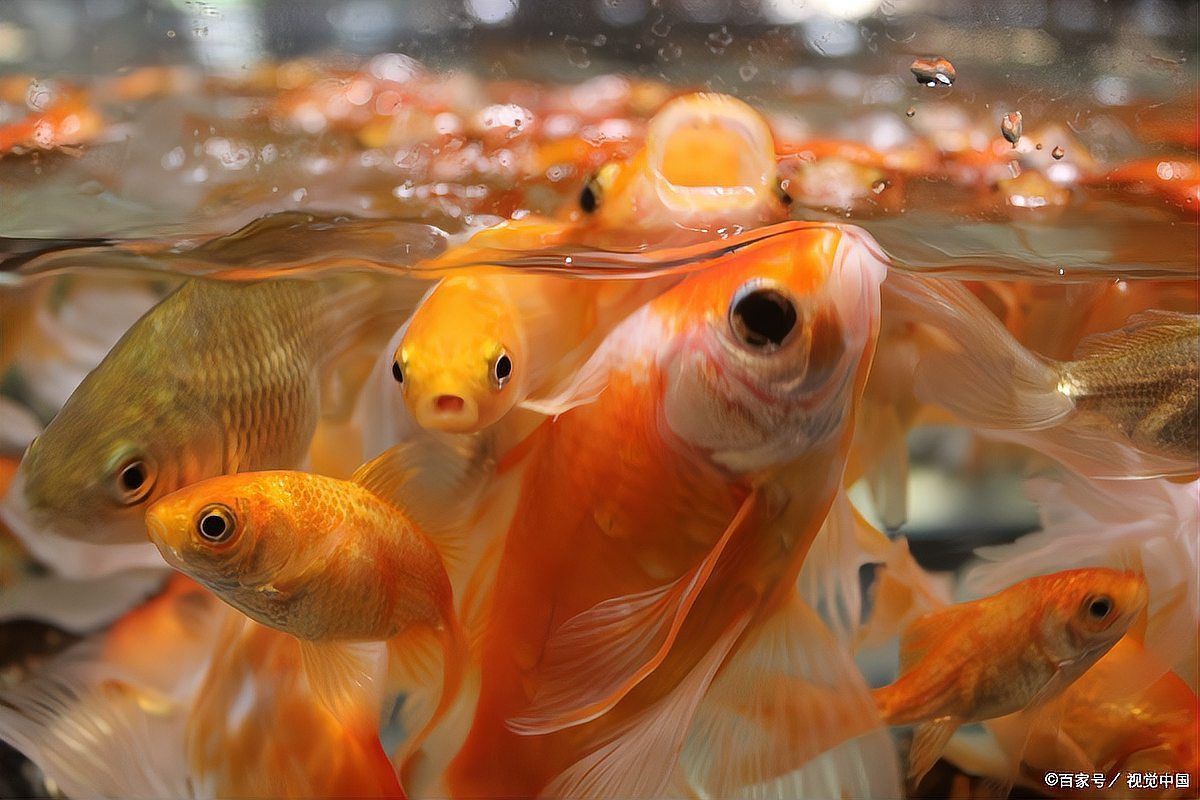 金魚頭頂的紅色包變白了 金魚頭頂的紅色包變白了 龍魚百科 第9張