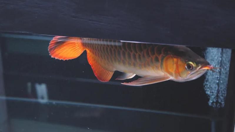 中國紅龍魚養(yǎng)殖基地地址