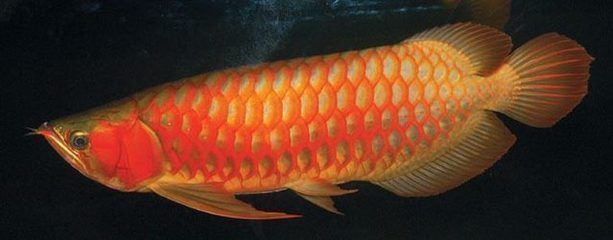 龍魚價格排行榜最新（寵物店龍魚市場價格波動因素如何辨別龍魚品質優劣）