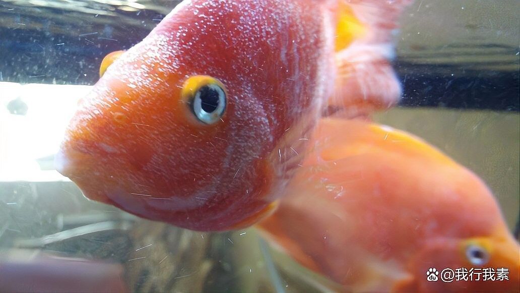 銀龍魚身上白色絮狀物脫落是不是就好了