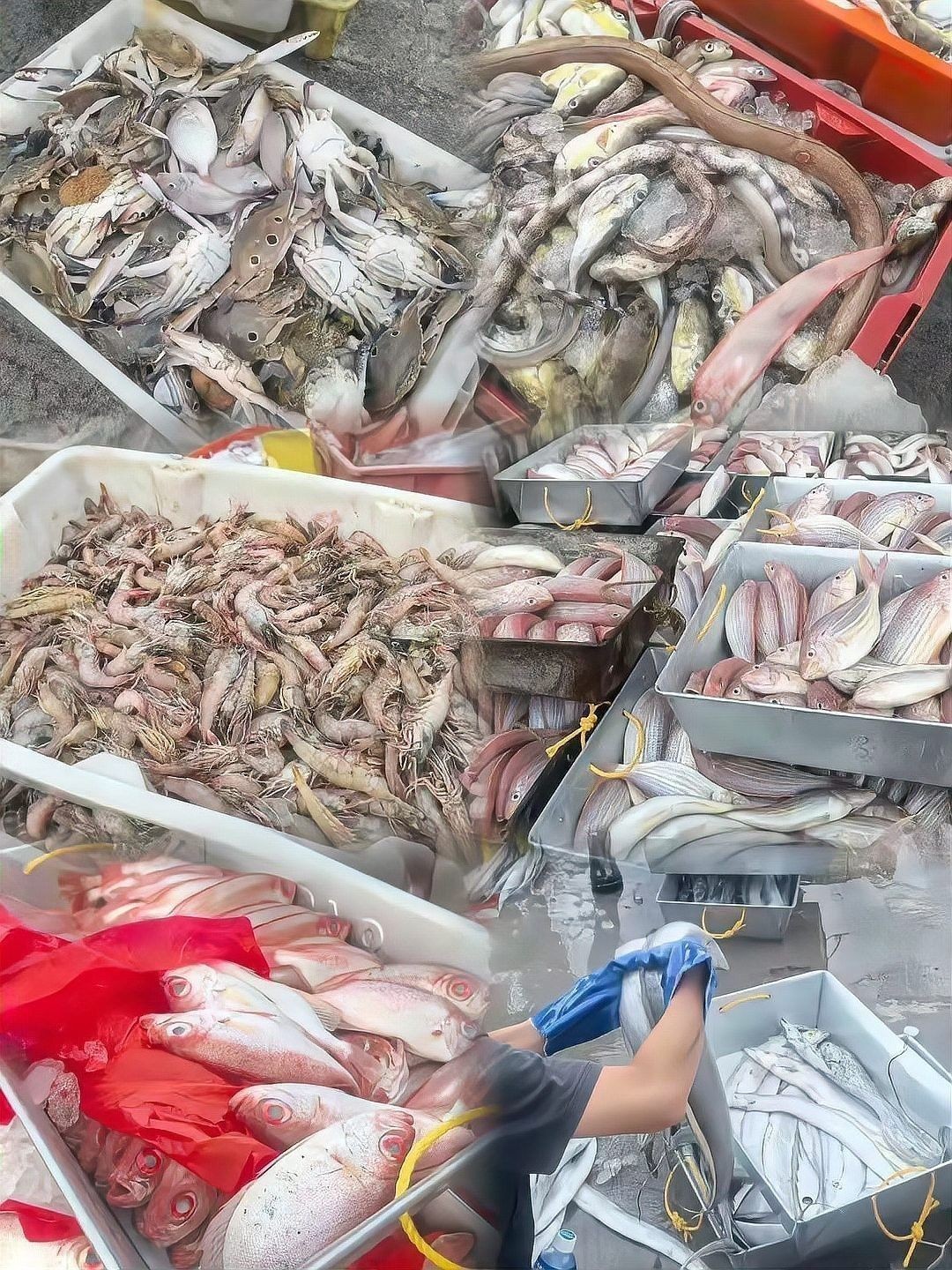 龍躉和巨石斑魚有什么區別？
