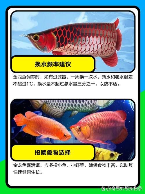 金龍魚受到驚嚇拒食怎么辦