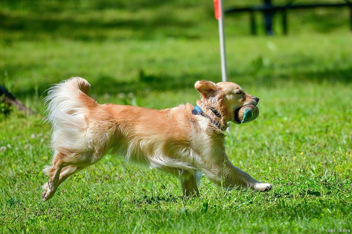 紅龍犬社會化訓(xùn)練需要多長時間