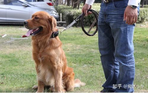 紅龍犬社會化訓(xùn)練需要多長時間