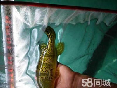 北京品牌龍魚：北京珍珠龍魚養殖龍魚多少錢一條「上海巷美農業科技供應