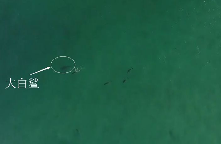 海豚群體戰術對抗大白鯊，大白鯊捕獵策略與海豚反應對比海豚與大白鯊互動中的聲波作用