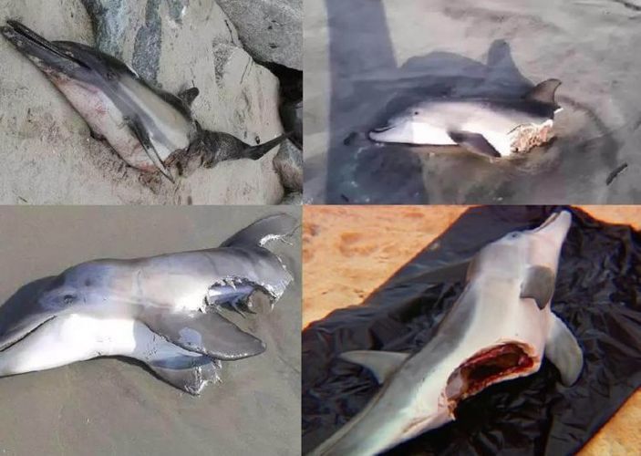 海豚群體戰術對抗大白鯊，大白鯊捕獵策略與海豚反應對比海豚與大白鯊互動中的聲波作用