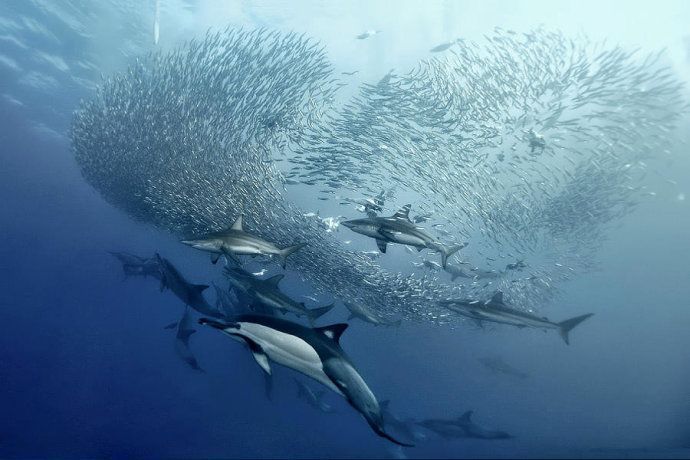海豚群體戰術對抗大白鯊，大白鯊捕獵策略與海豚反應對比海豚與大白鯊互動中的聲波作用