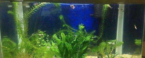 魚缸水變綠如何處理