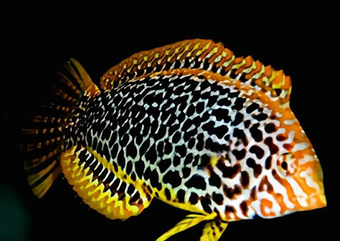 東非豹紋龍魚