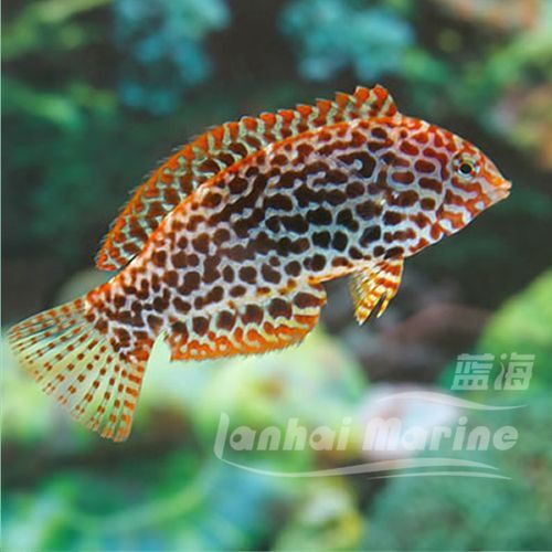 東非豹紋龍魚