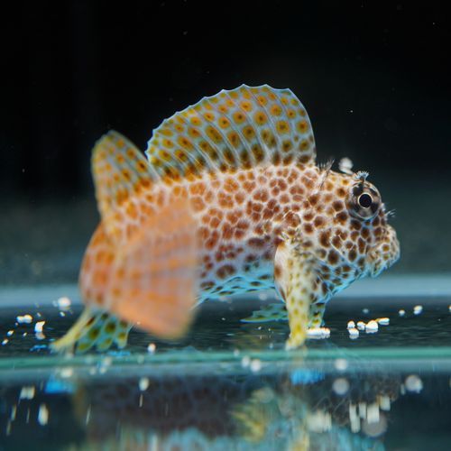 東非豹紋龍魚