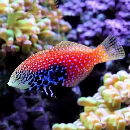 東非豹紋龍魚