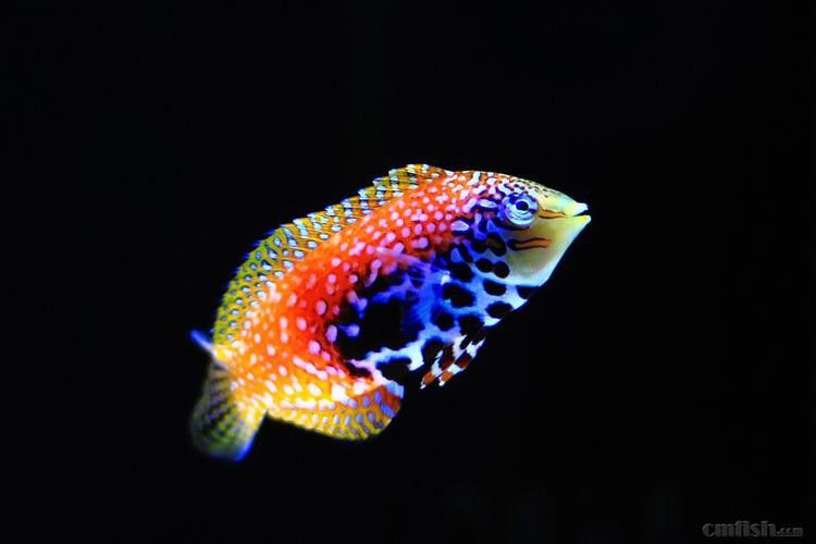 東非豹紋龍魚
