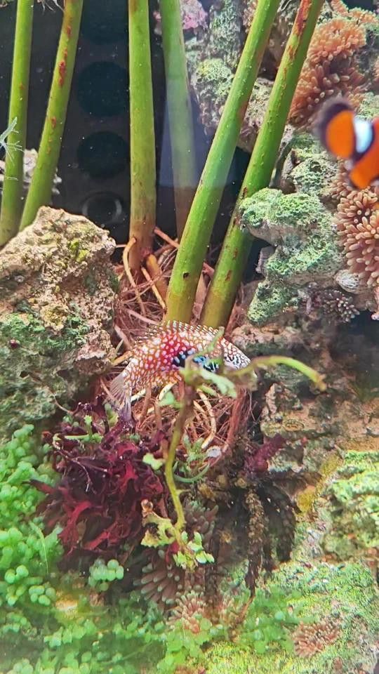 東非豹紋龍魚